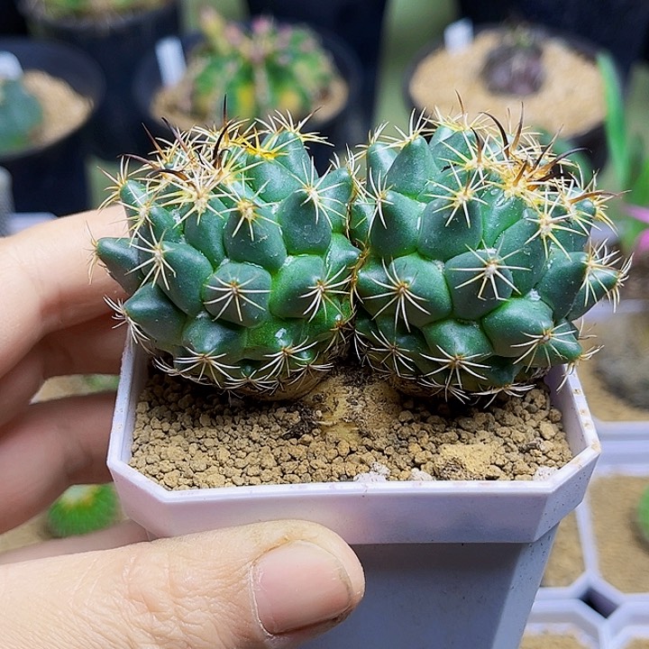 古镜实生双头顶花球7.5公分冠幅