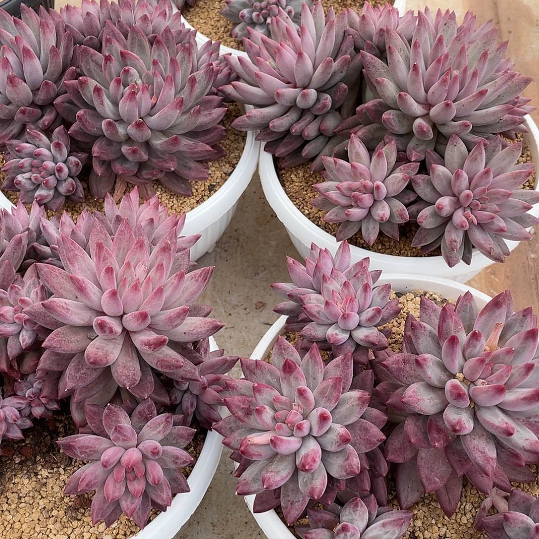 流沙体虞美人精控群生18厘米可挑