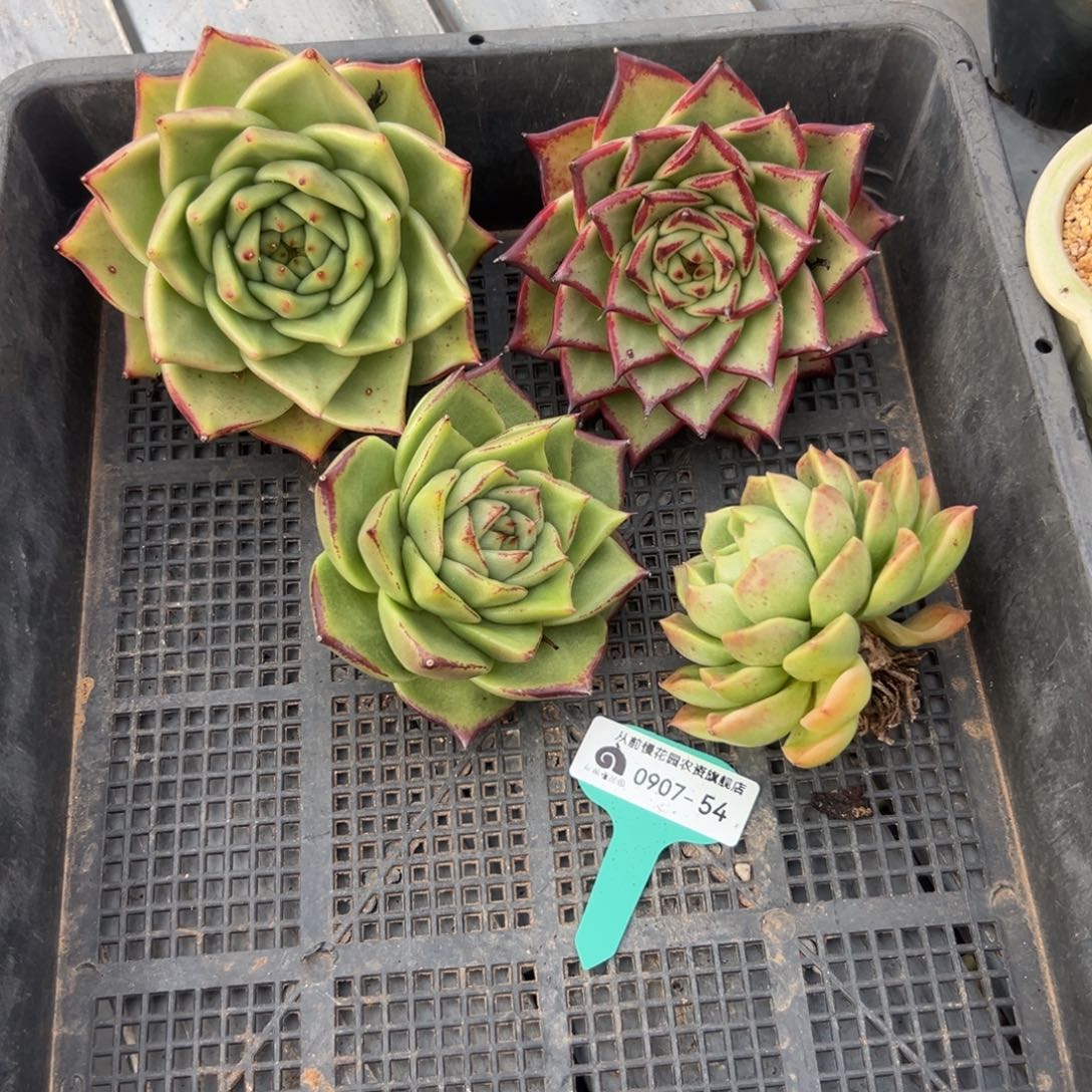 多肉一物一拍0907-54