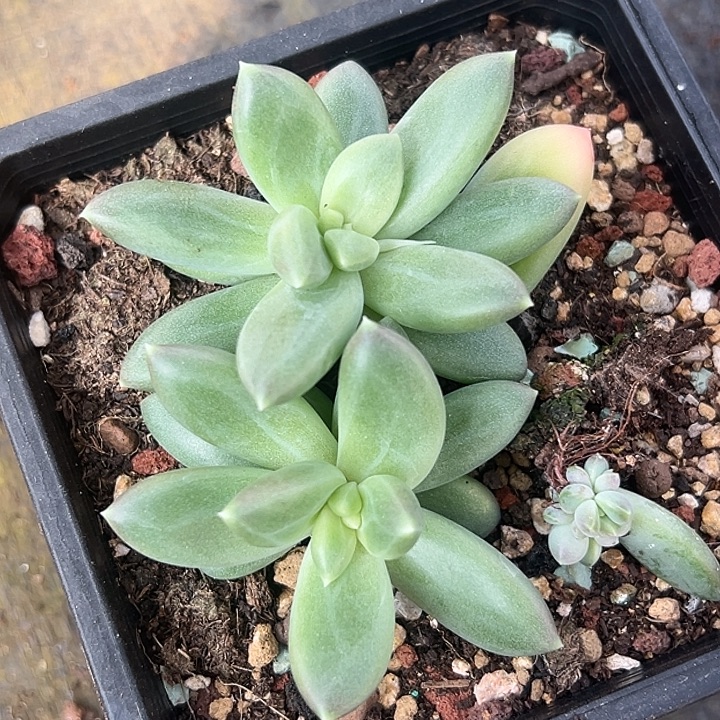 美特价一物一拍特美人