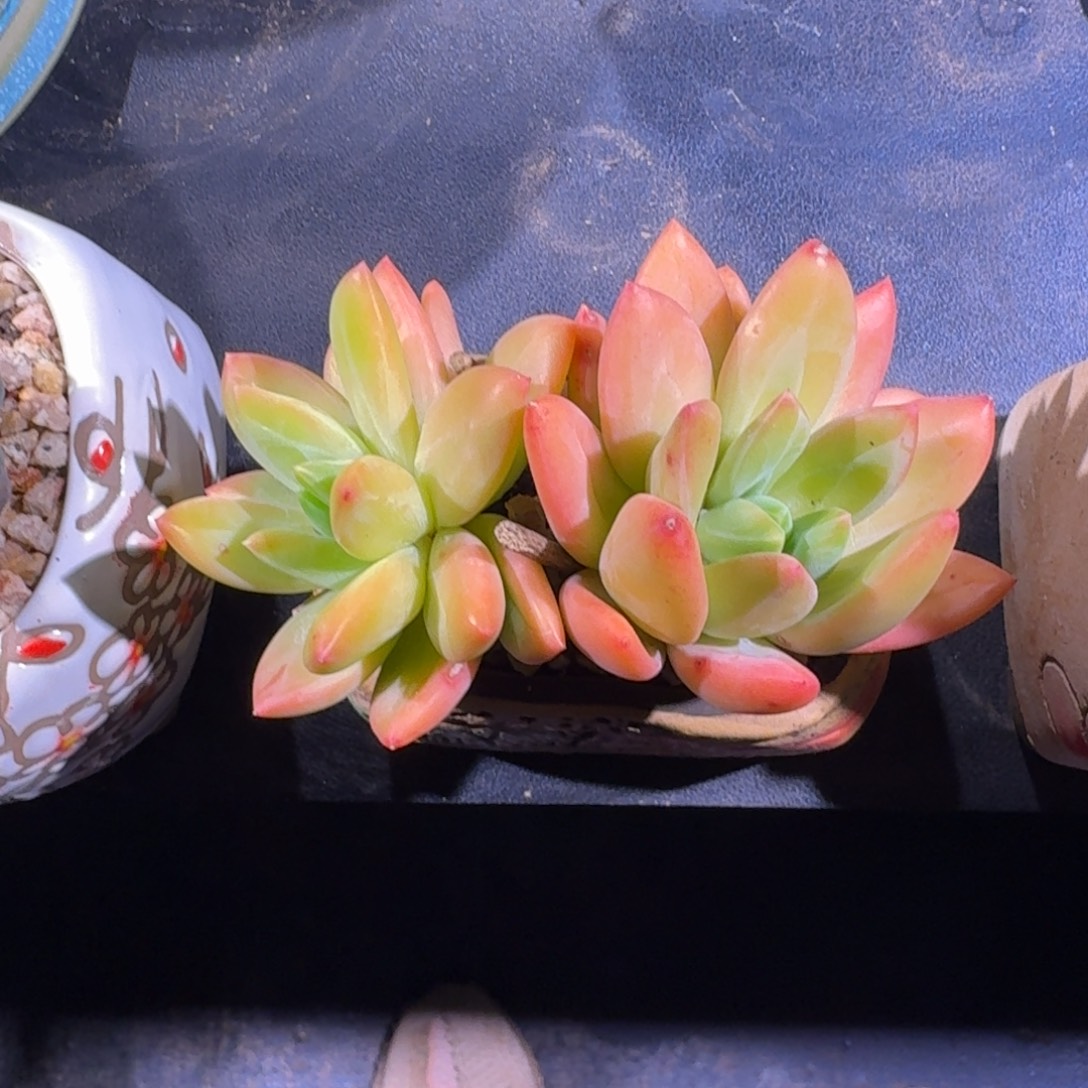 海洋之歌 双头 一物一拍