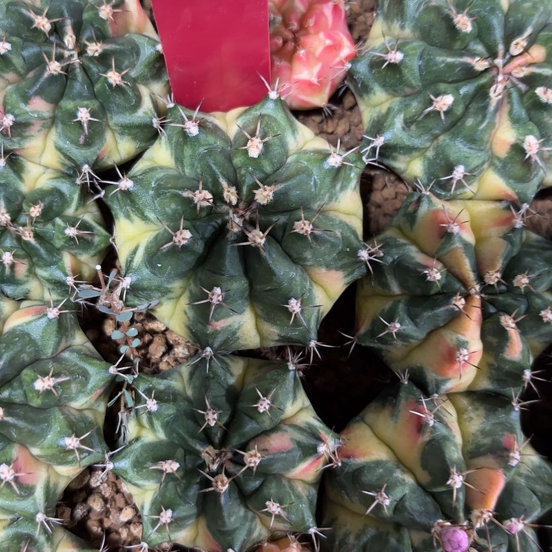 60-0909泰国发货多肉