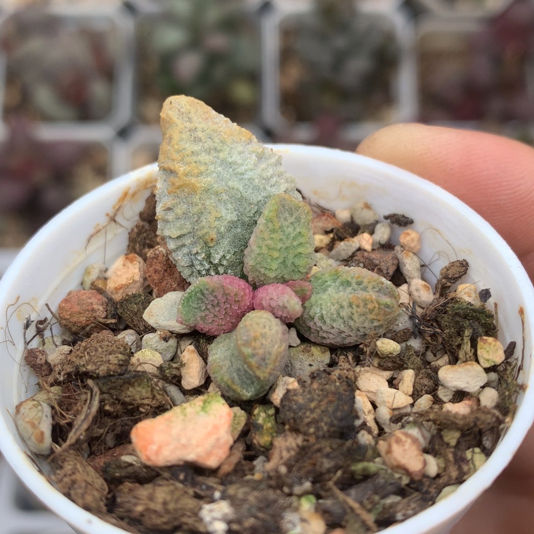 融化纹冰淇淋 多肉植物水泡