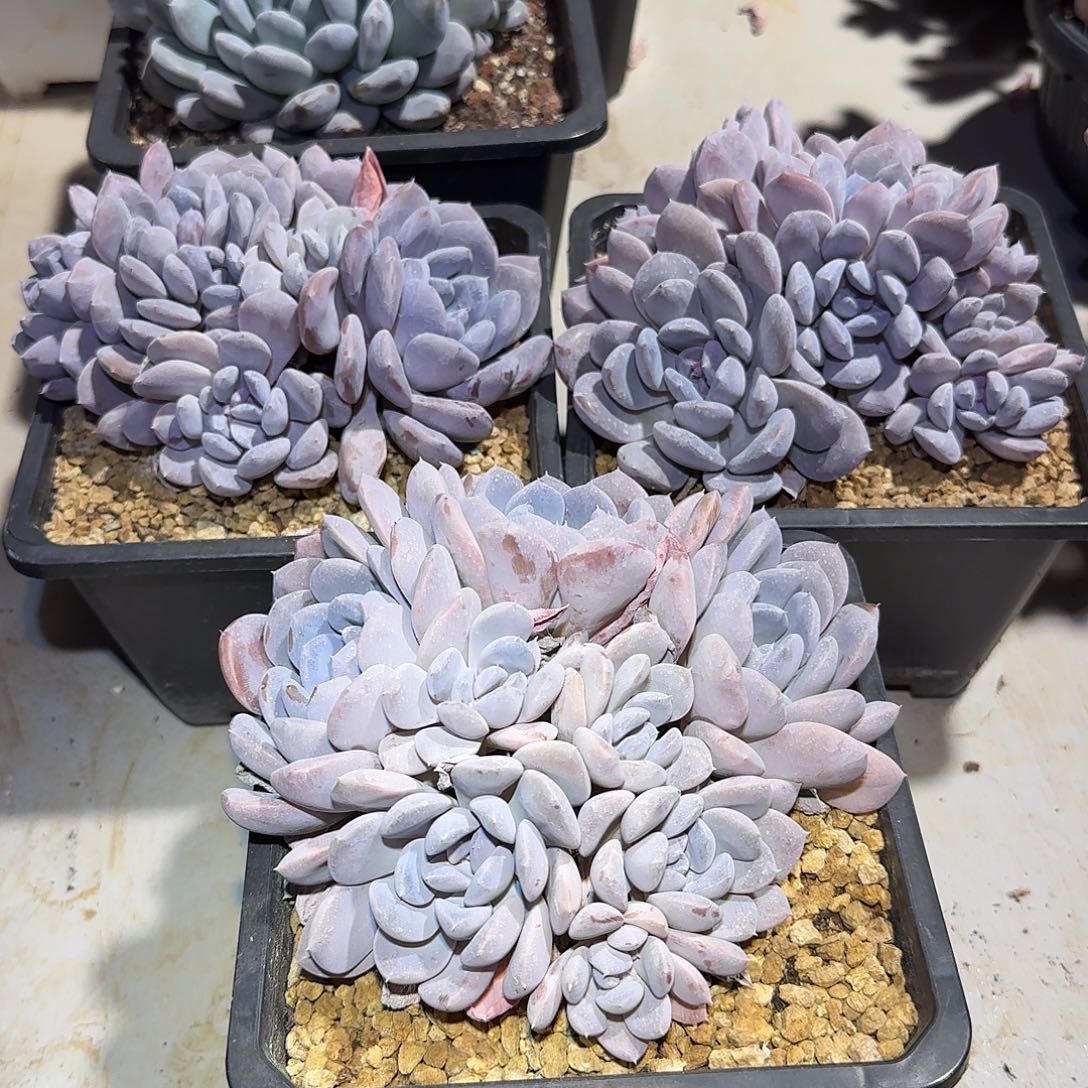 菩提子朵朵缀化多肉