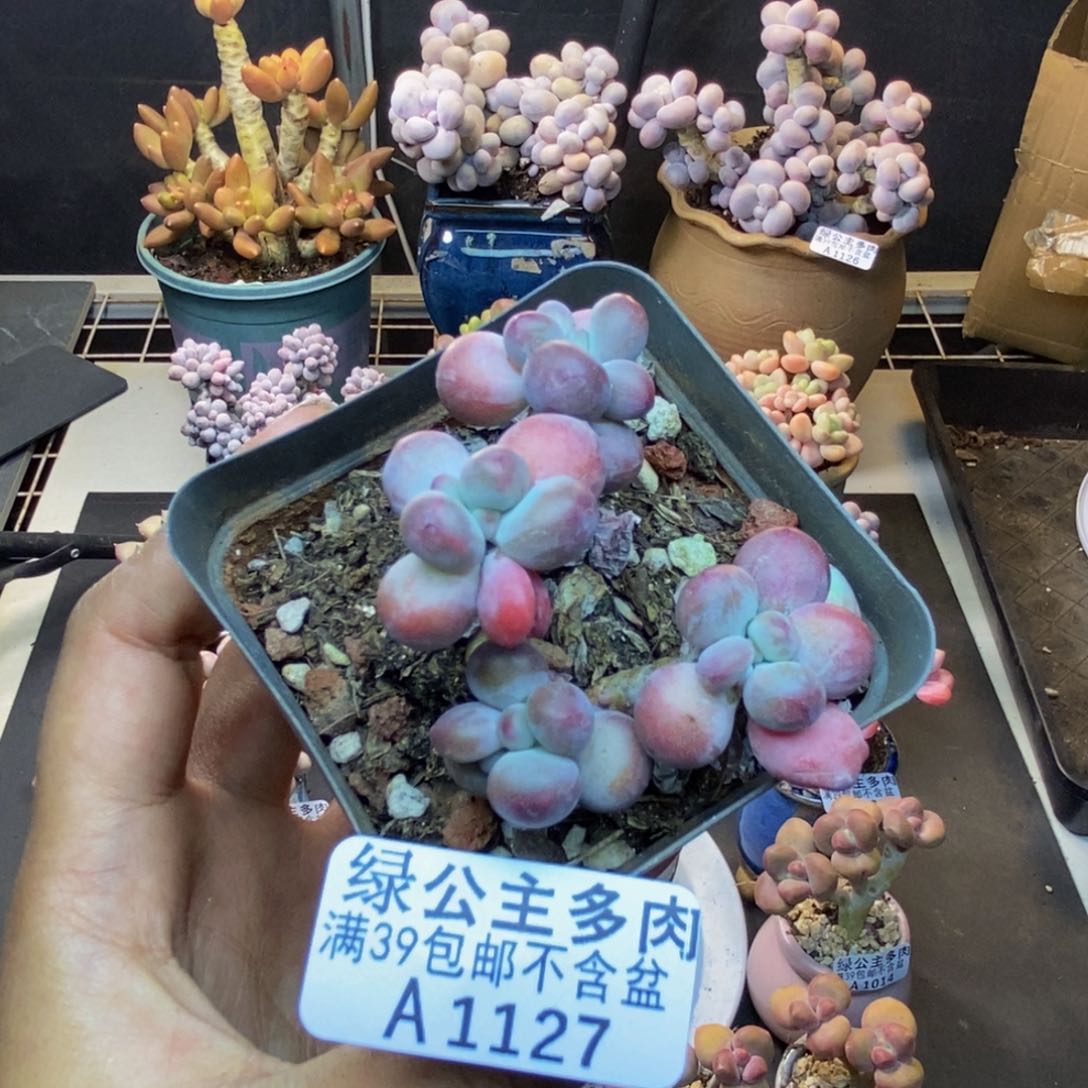 127苹果奶一代多肉5c m