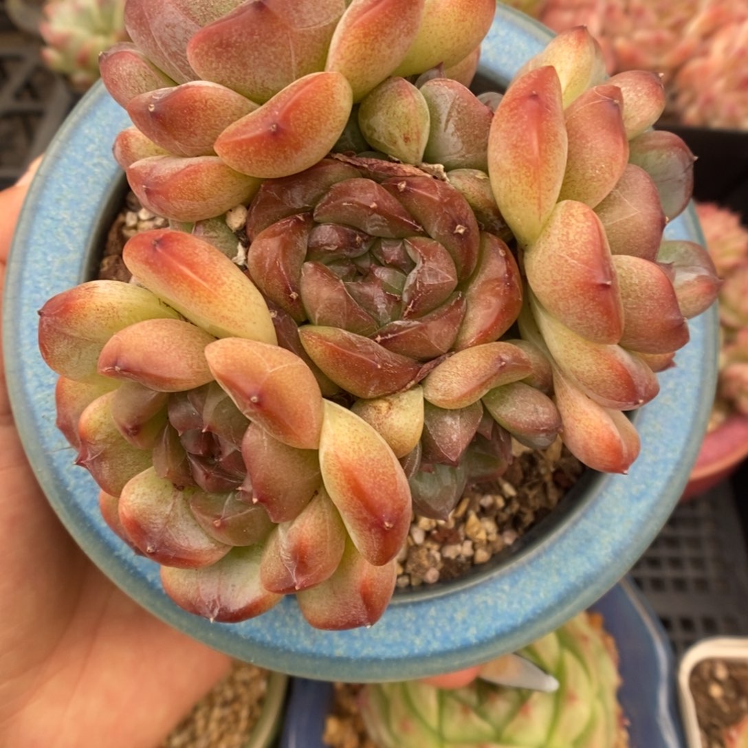 母本珍妮群生345号。  