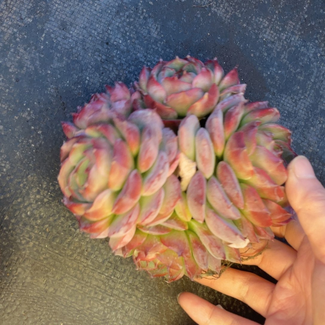 侧影石化一物一拍28包邮非偏远