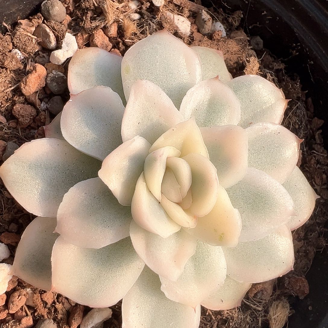 雪鸢锦 小方花圃一物一拍