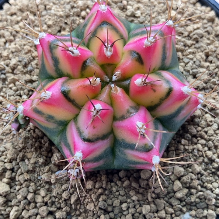 花田 米哈仙人球