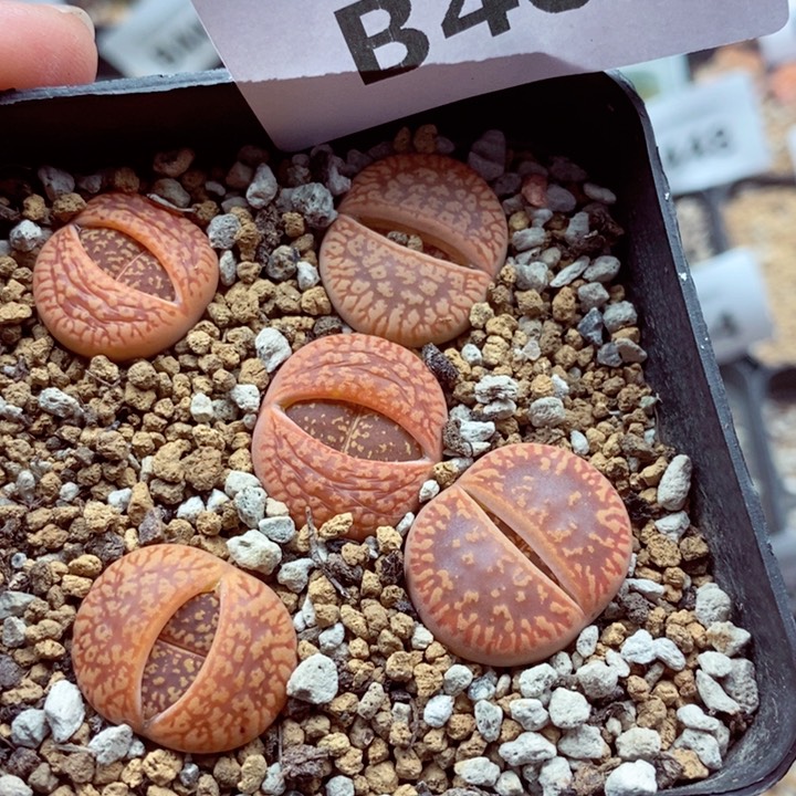 我是一只小小鸟地域鬼的463