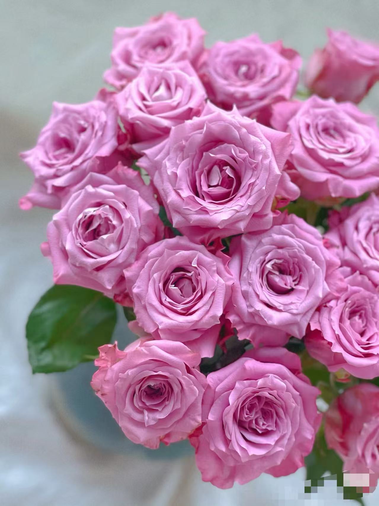 碧海玫瑰（粉紫/高级）