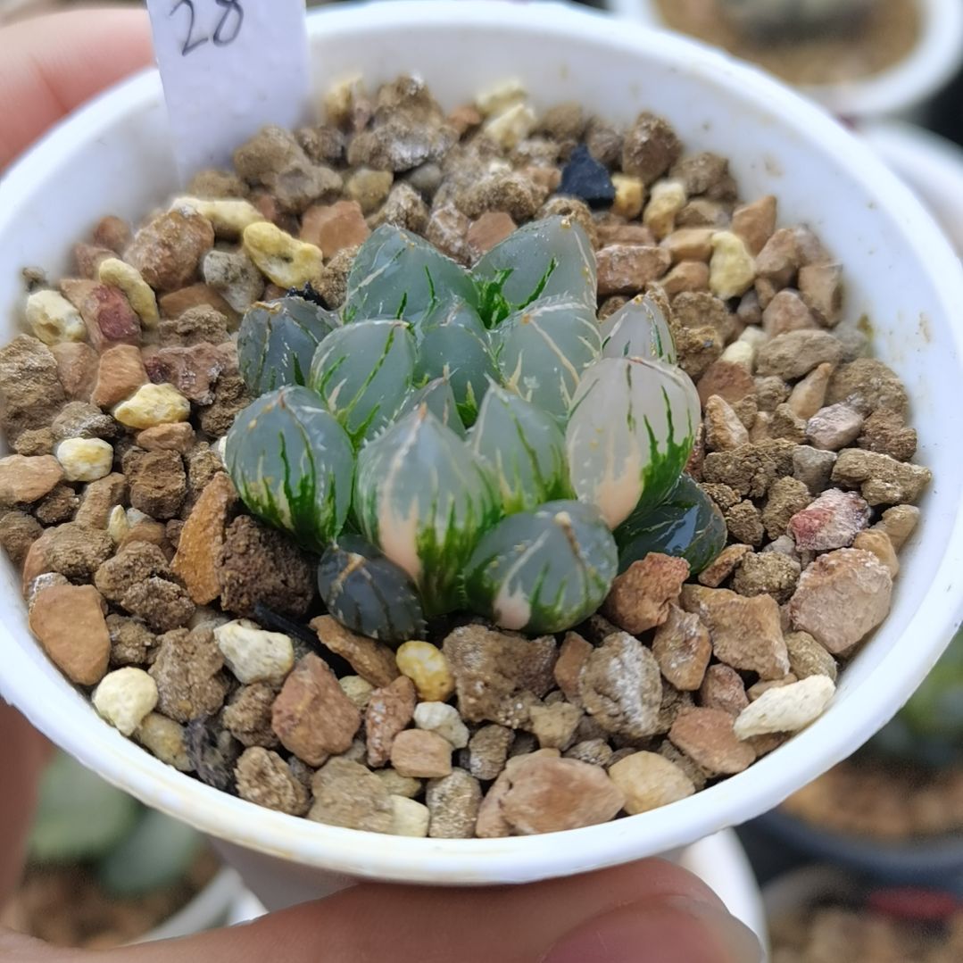 28号OH玉露锦一物一拍带盆土发货