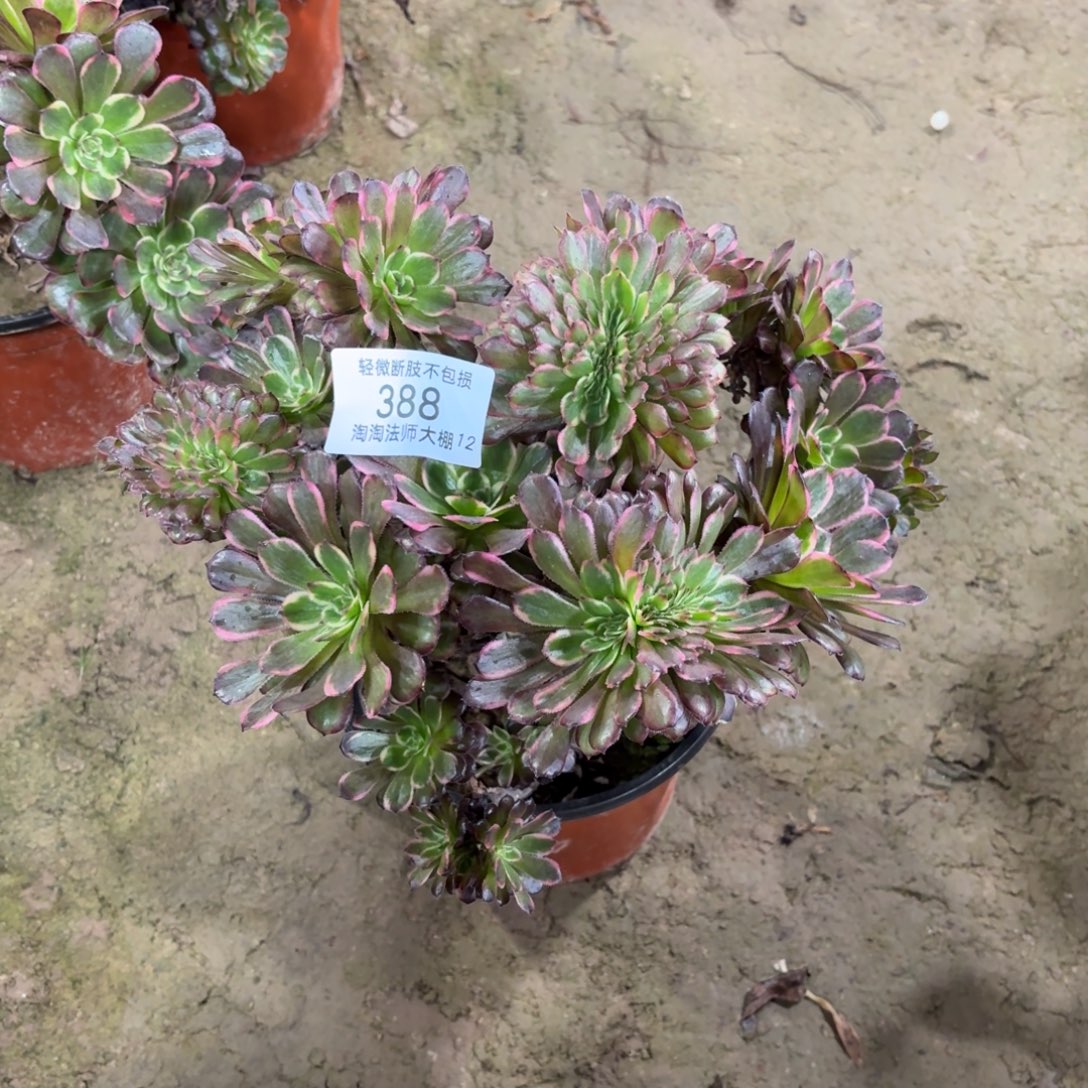 388黑金刚缀化丛林多肉植物