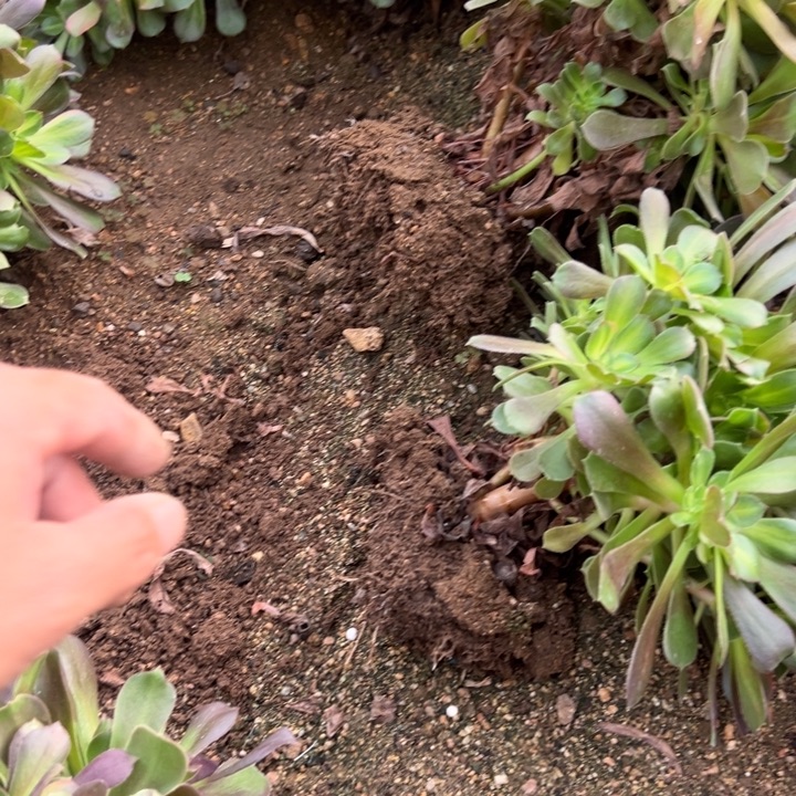 多肉植物流星雨2颗