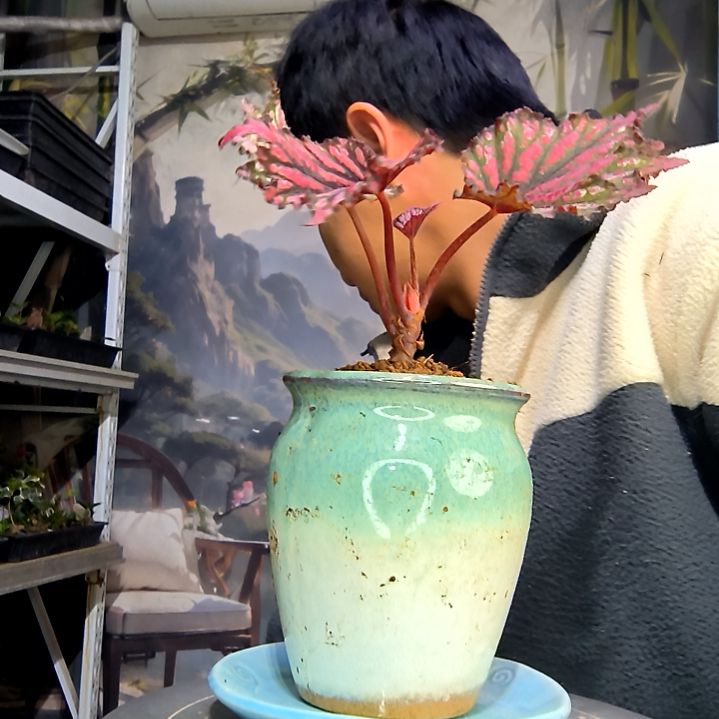 木***李中青园艺一物一拍花438