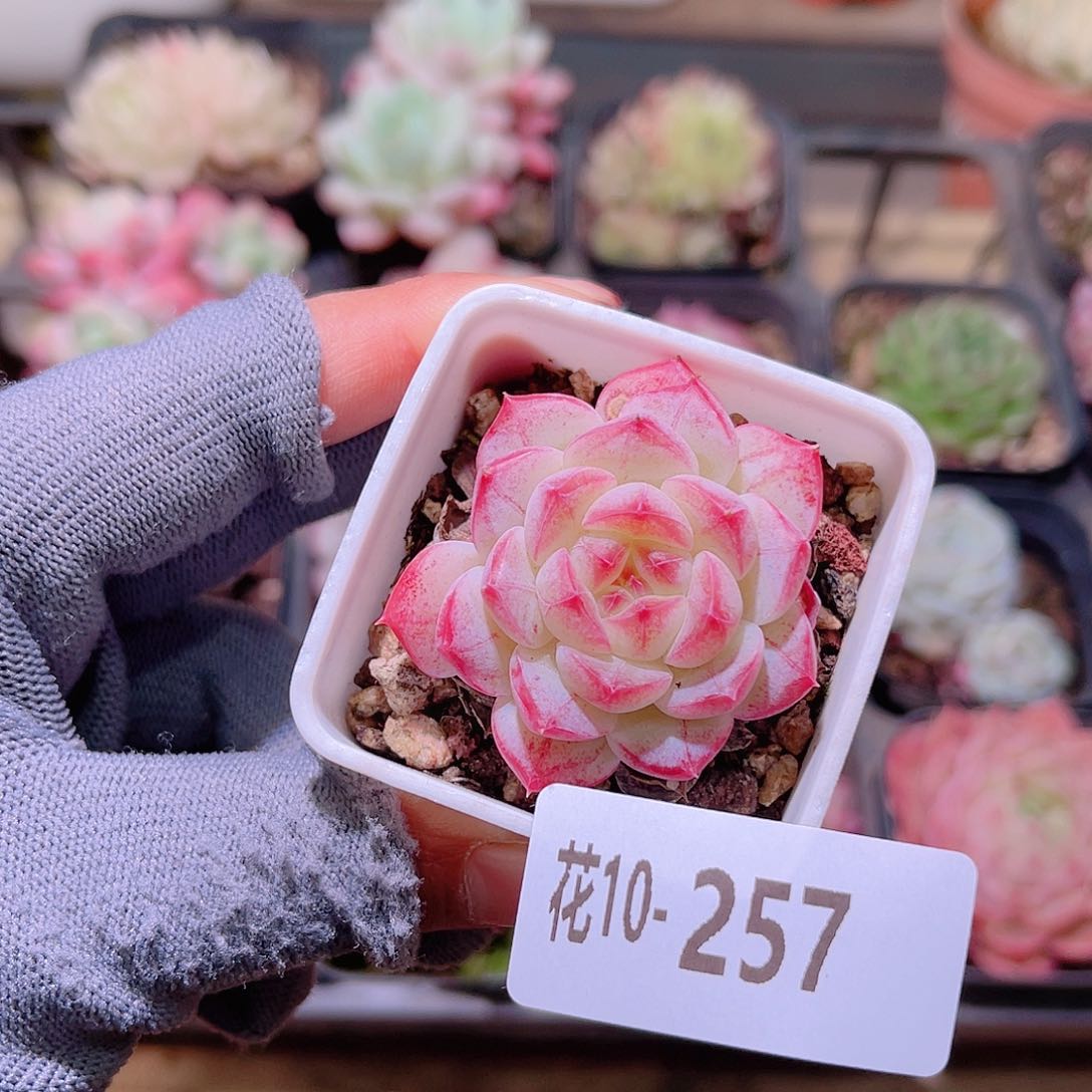 花10-257白桃汽水