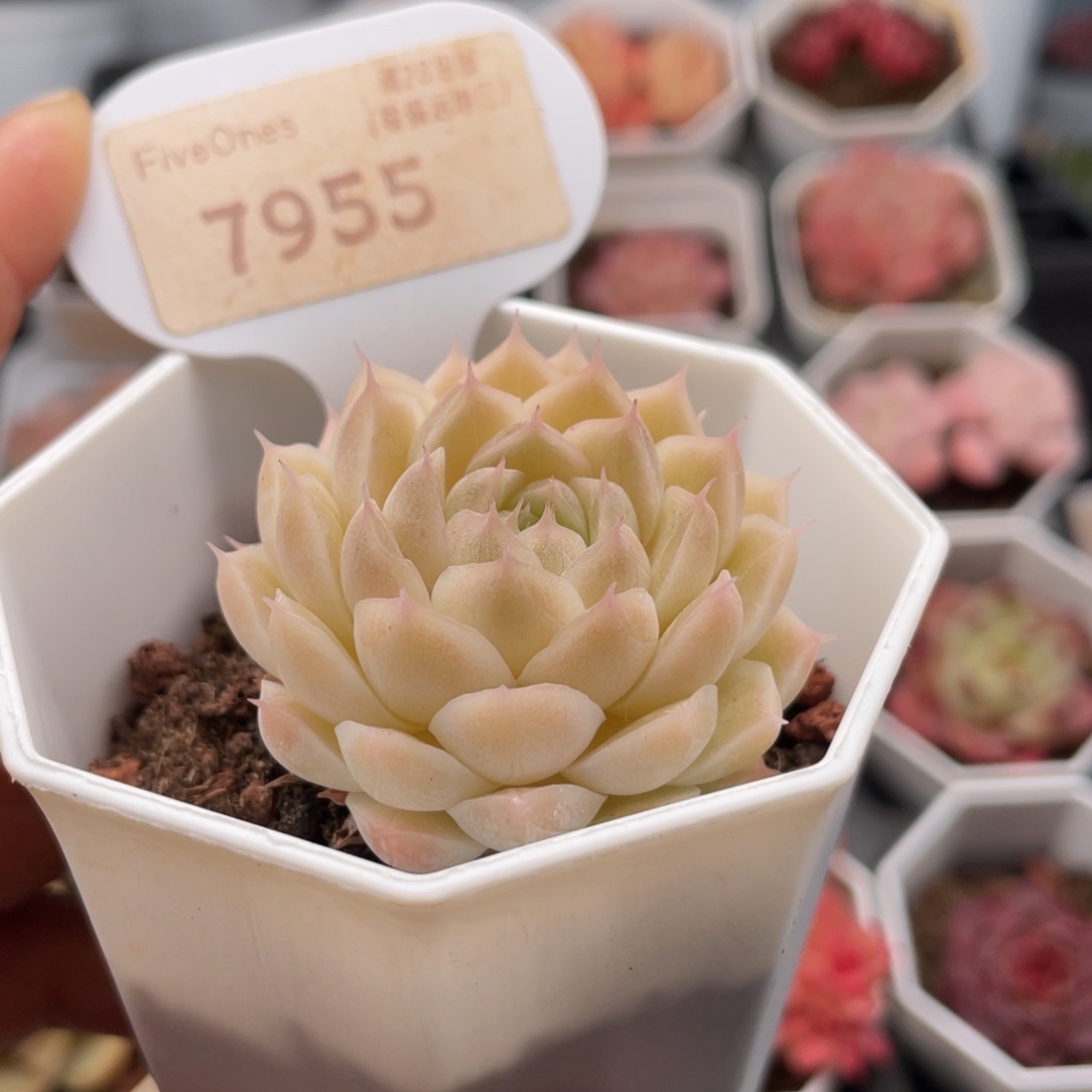绿糖甜心7955-4.5厘米