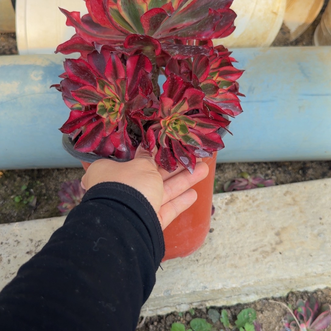 384魅影。多肉植物