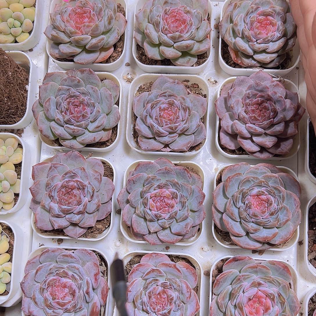 精品大冰魄19包邮多肉植物