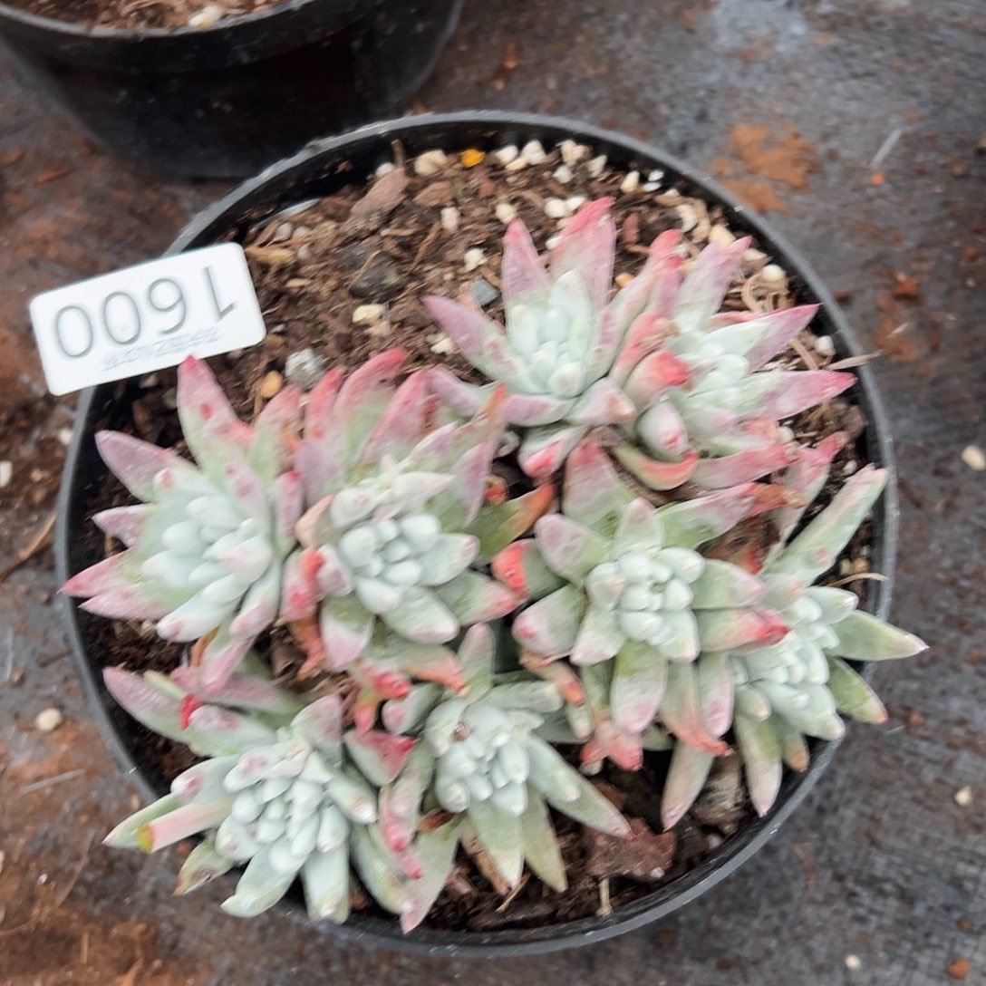 白姆仙女杯多肉。