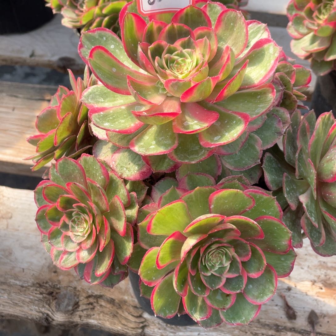 粉花妖老桩00068