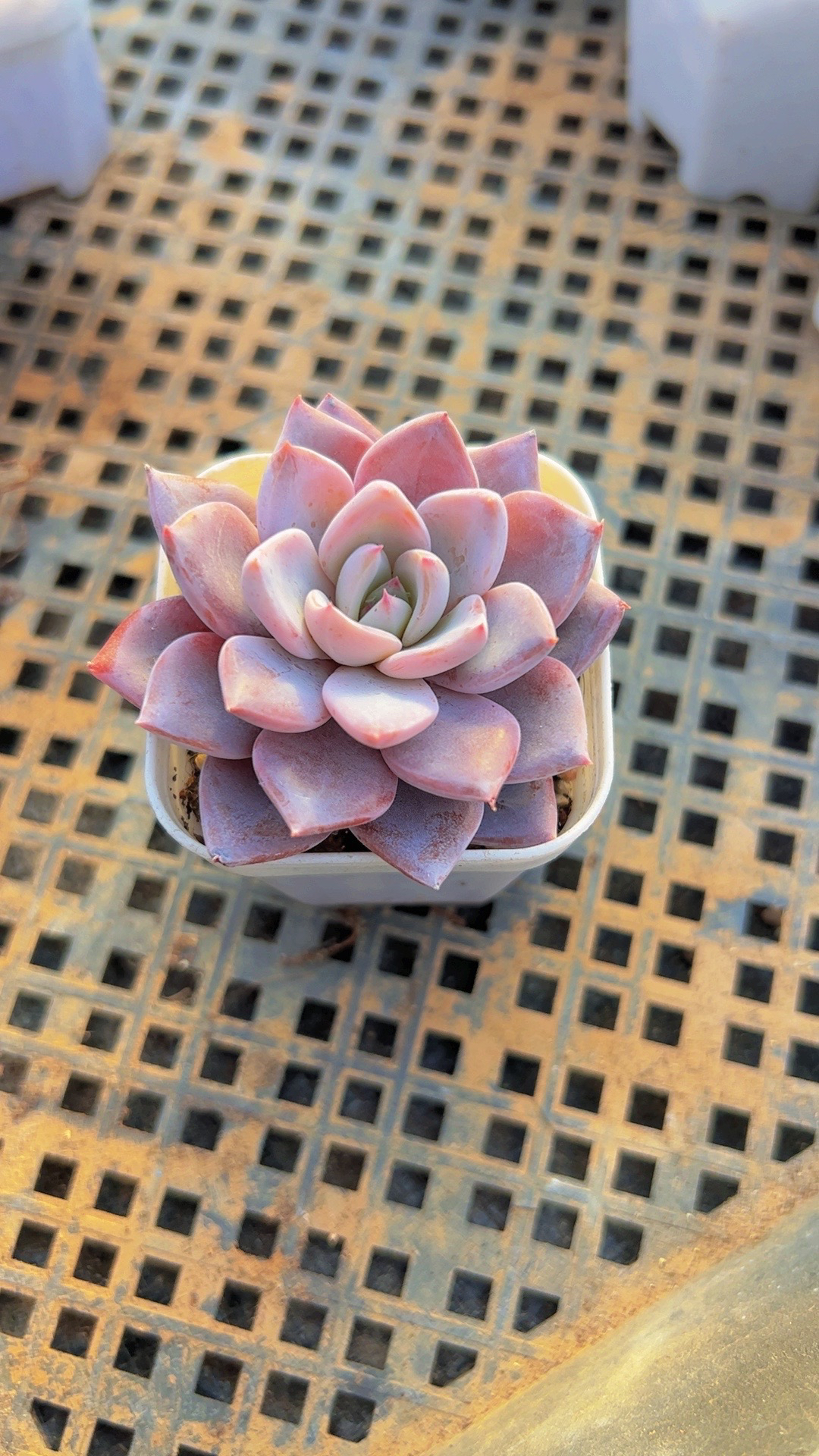 青面鬼（满9.9包邮）