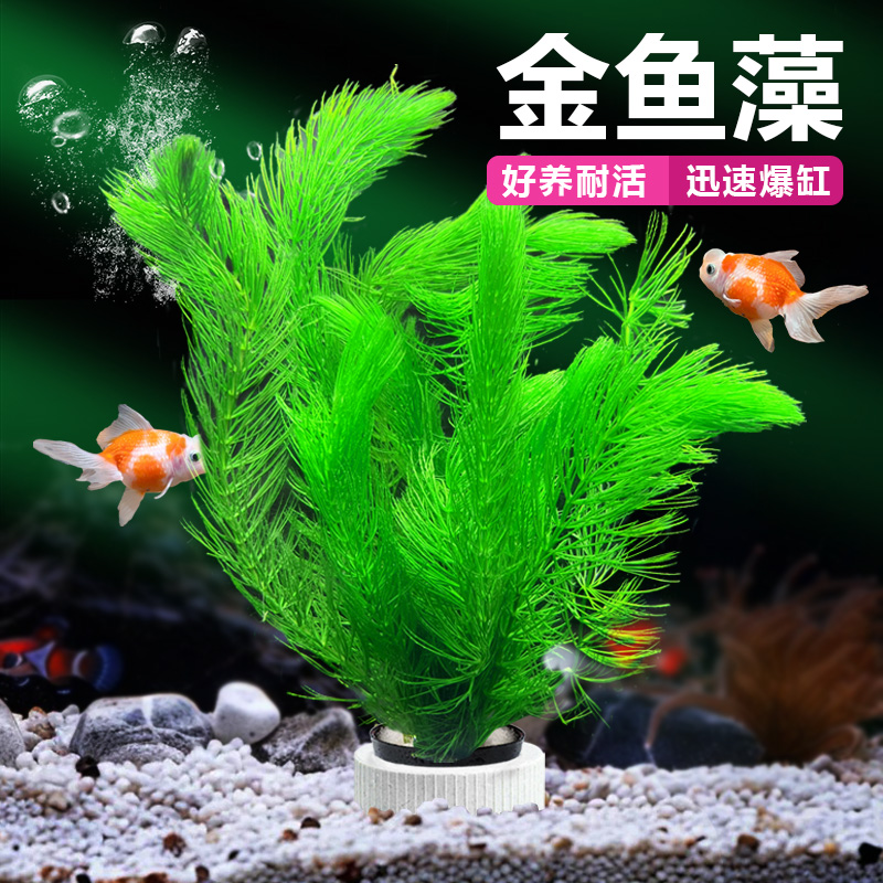 金鱼藻水草植物大小鱼缸造景装饰绿菊水培真草鱼草缸增氧鱼缸水草