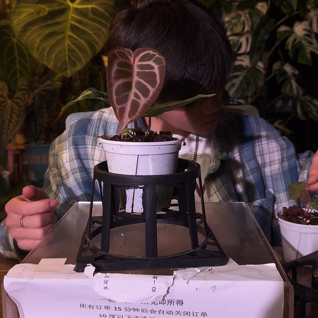 不开花植物A168红水晶杂阿波罗