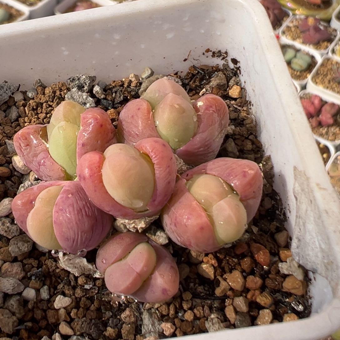 29多肉植物百银光玉