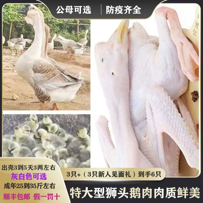 （出壳3到5天3两左右）特大型狮头鹅肉肉质鲜美灰白色可选