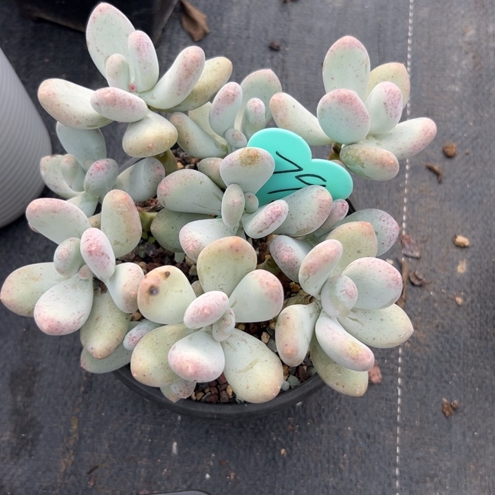 悟***～多肉植物一物一拍