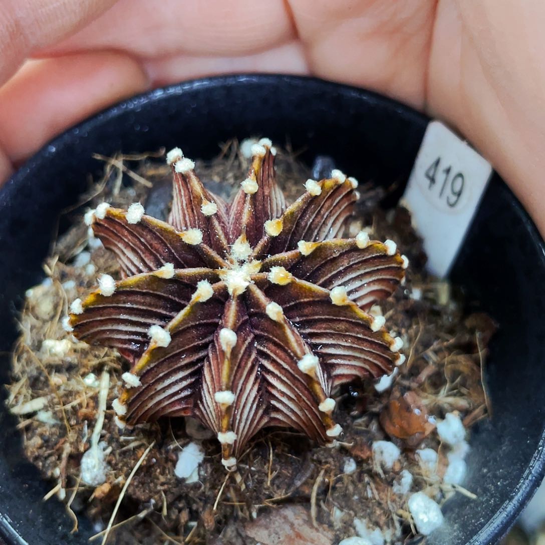 1241 非偏远地区满25包邮仙人球