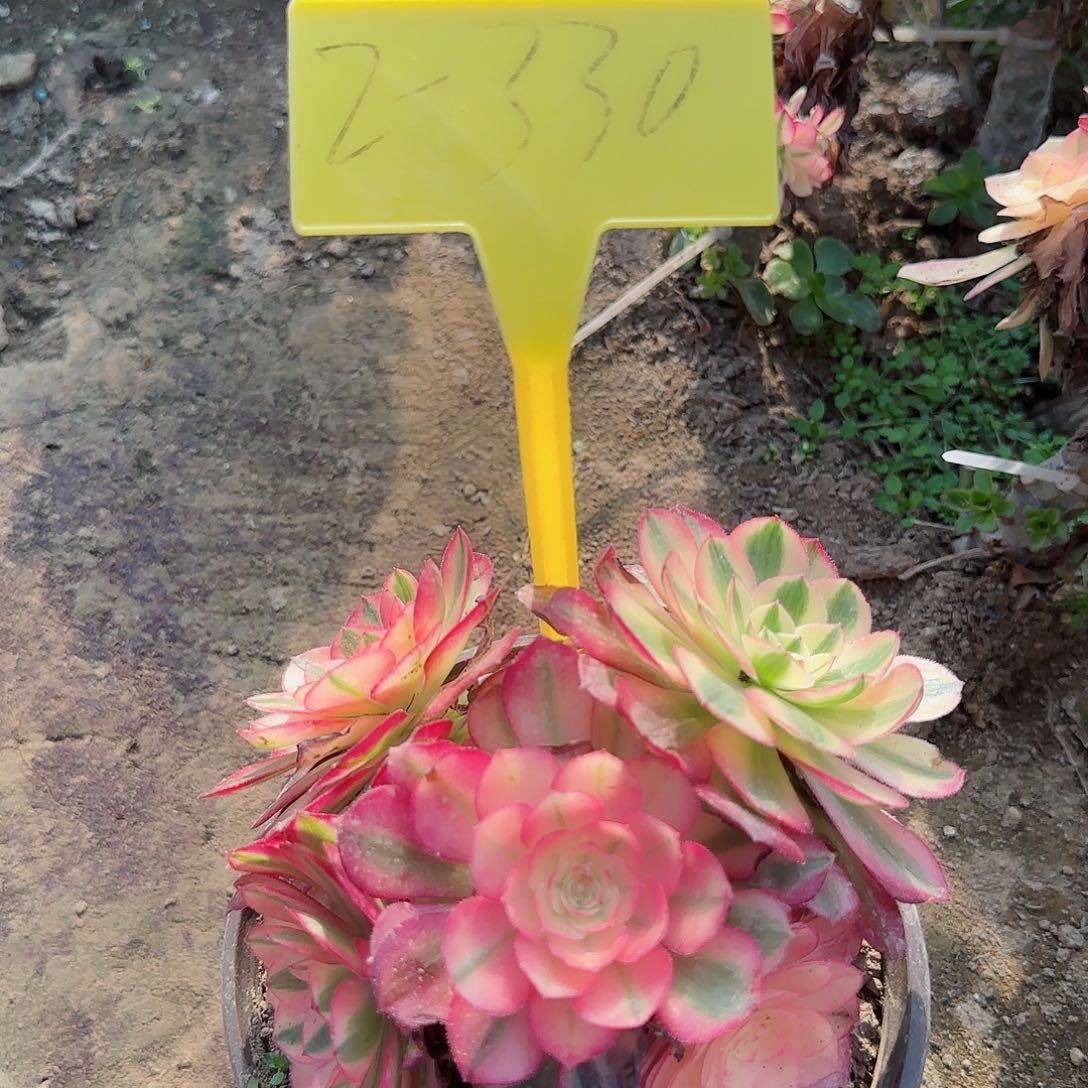 2-330---多头多肉植物