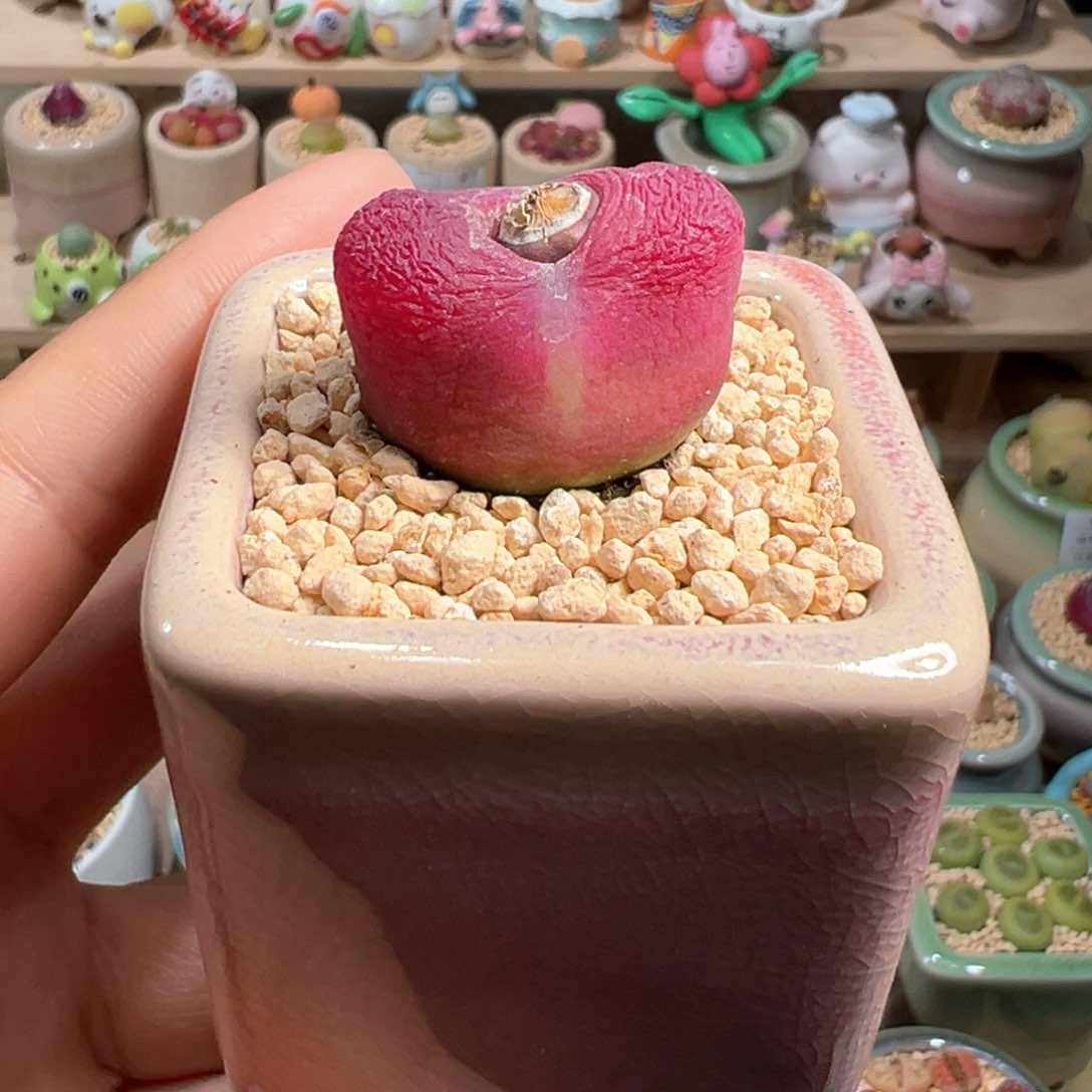 多肉植物128号毛毛