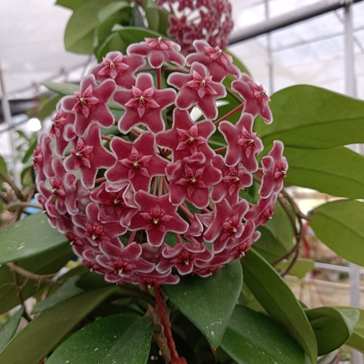 绿叶红球兰花盆栽大苗室内爬藤绿植四季开花常绿家养花卉植物