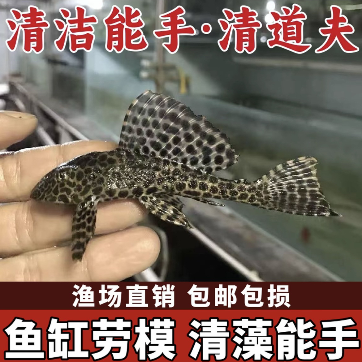 清道夫热带观赏鱼可清理鱼缸粪便藻类残饵好养耐活