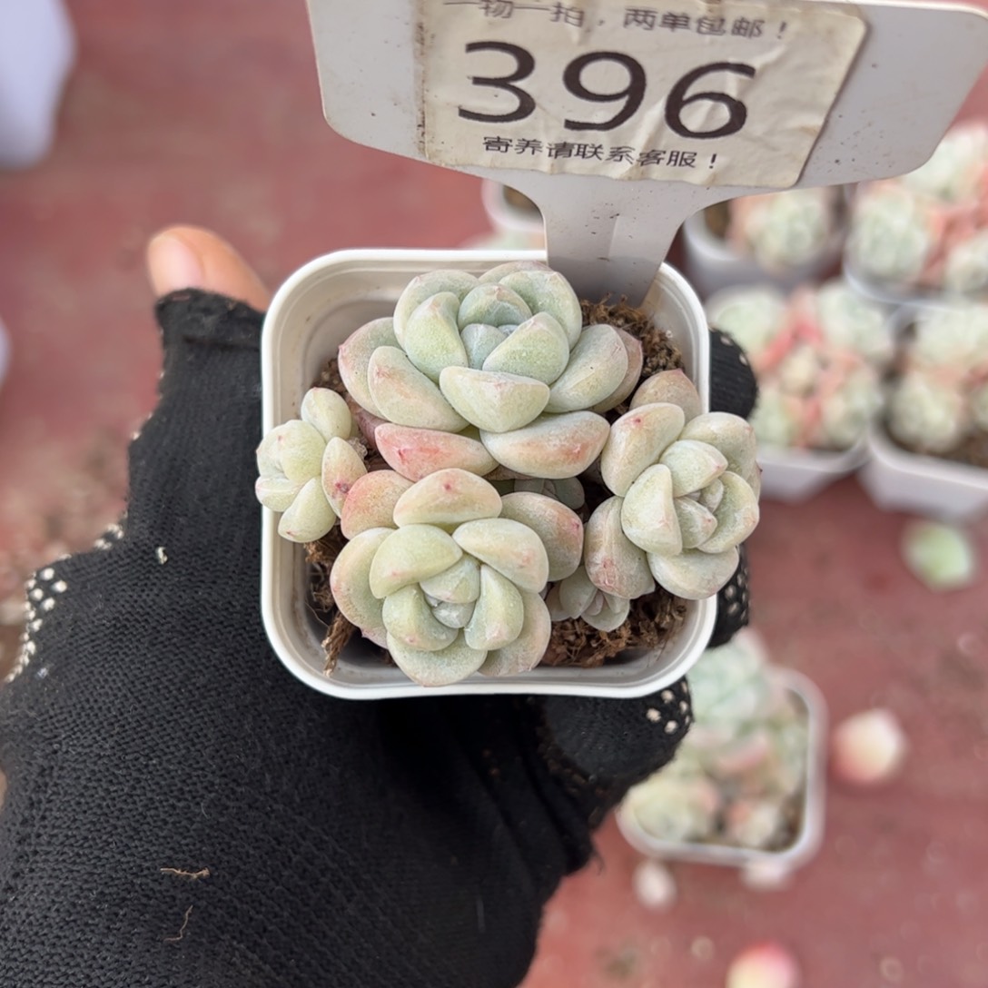 红陶胖*宝396号多肉植物