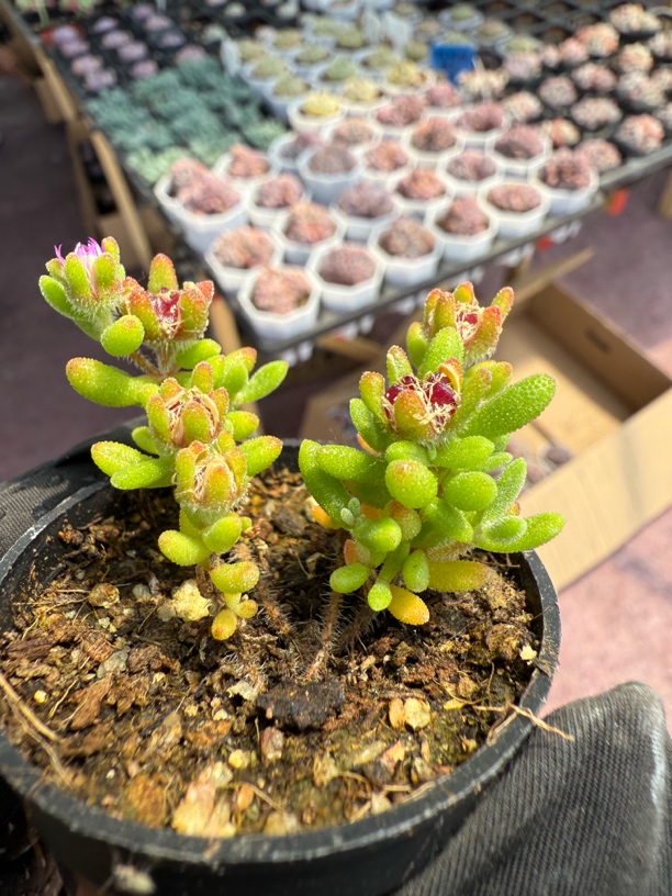 红宝石枝干多肉植物