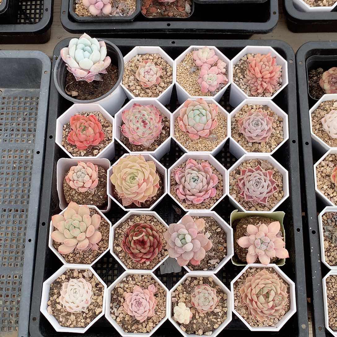 208一筐多肉脱土发不包整