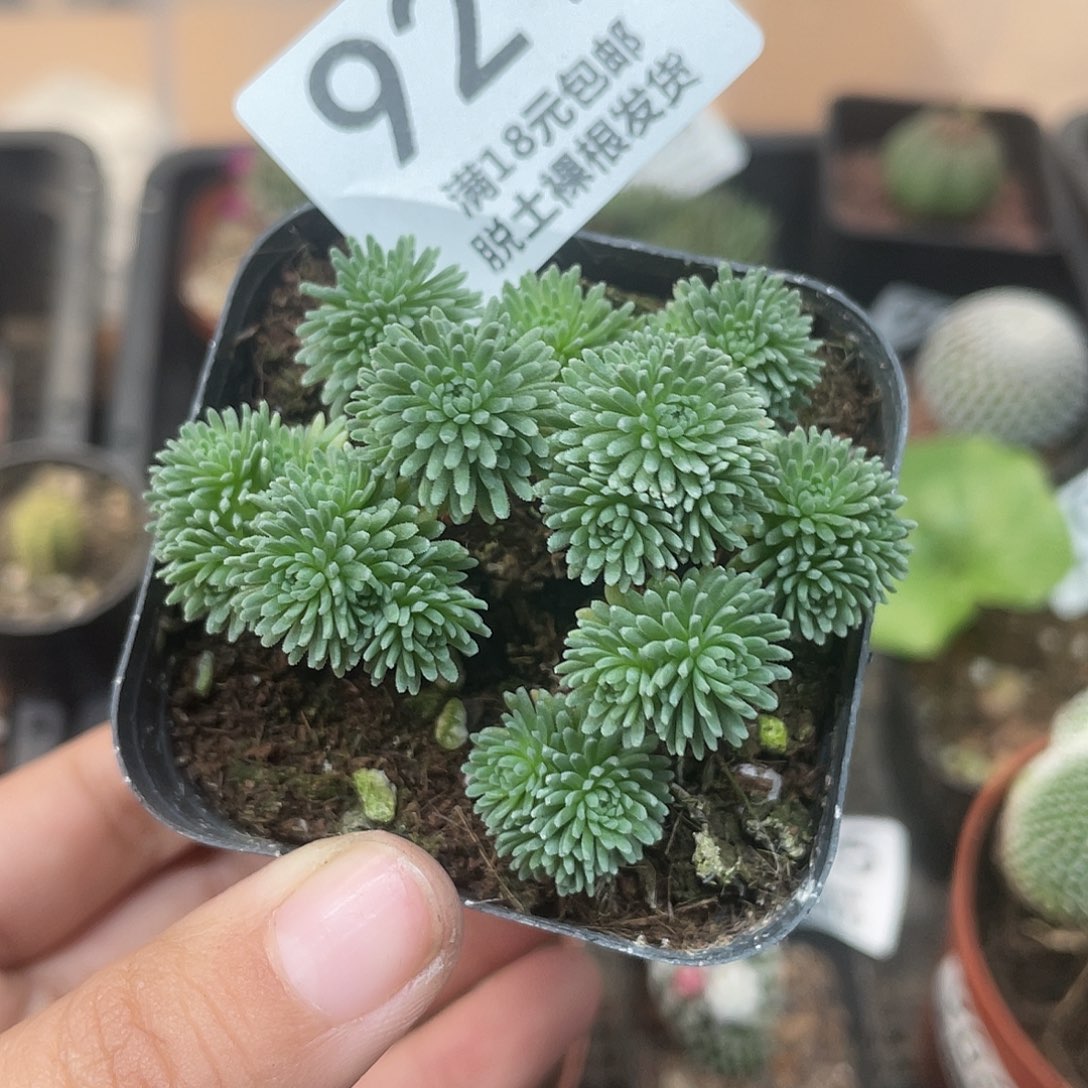 921球松（满18元包邮）