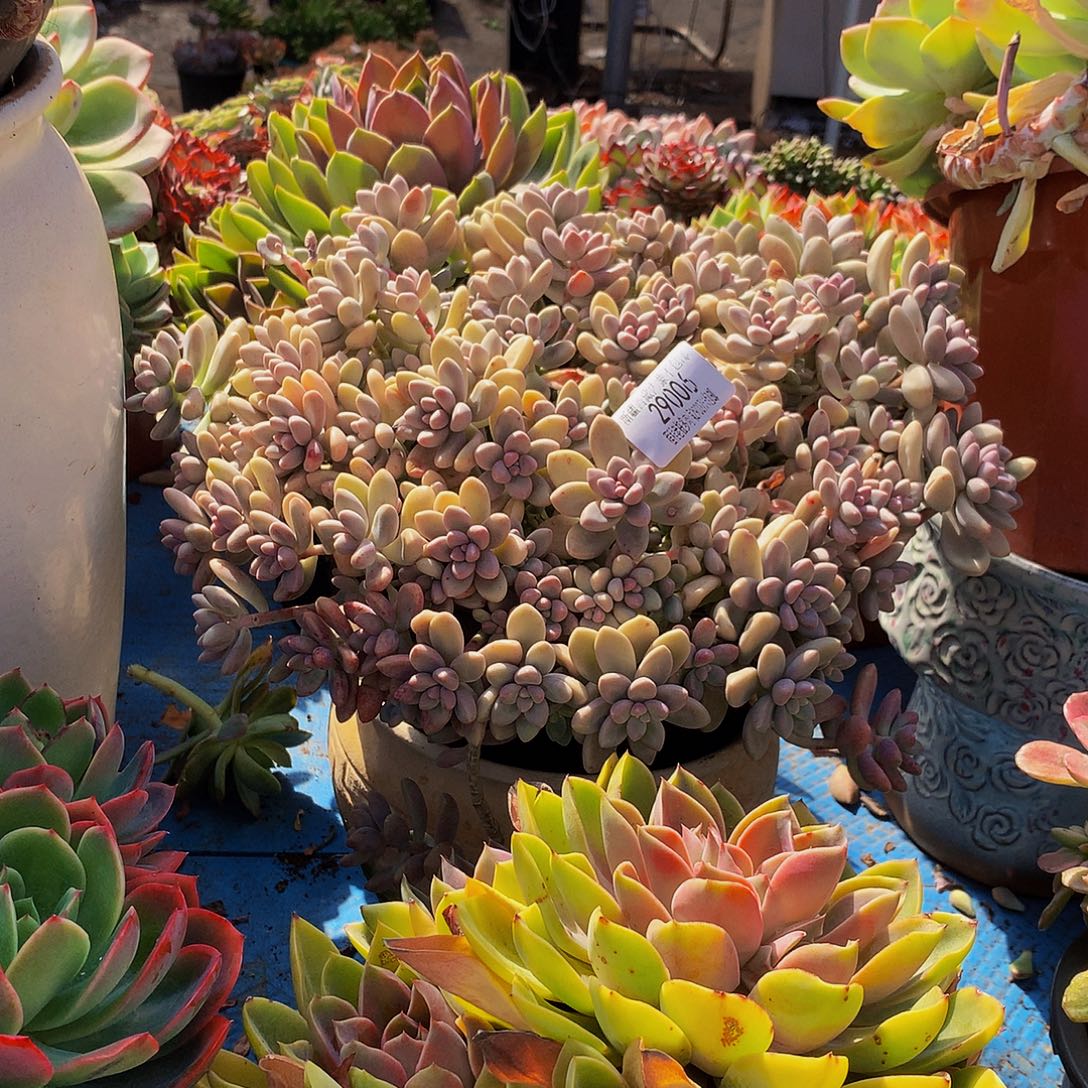 云***艾桃29006吨肉多肉