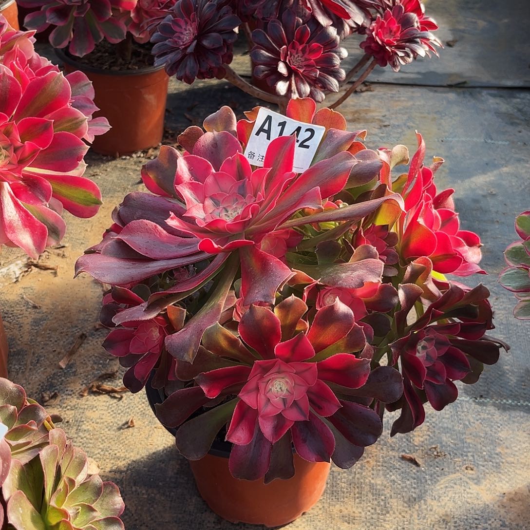 多肉香妃142多肉植物