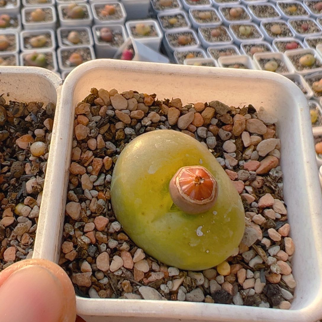 樂*?63多肉植物百科知识