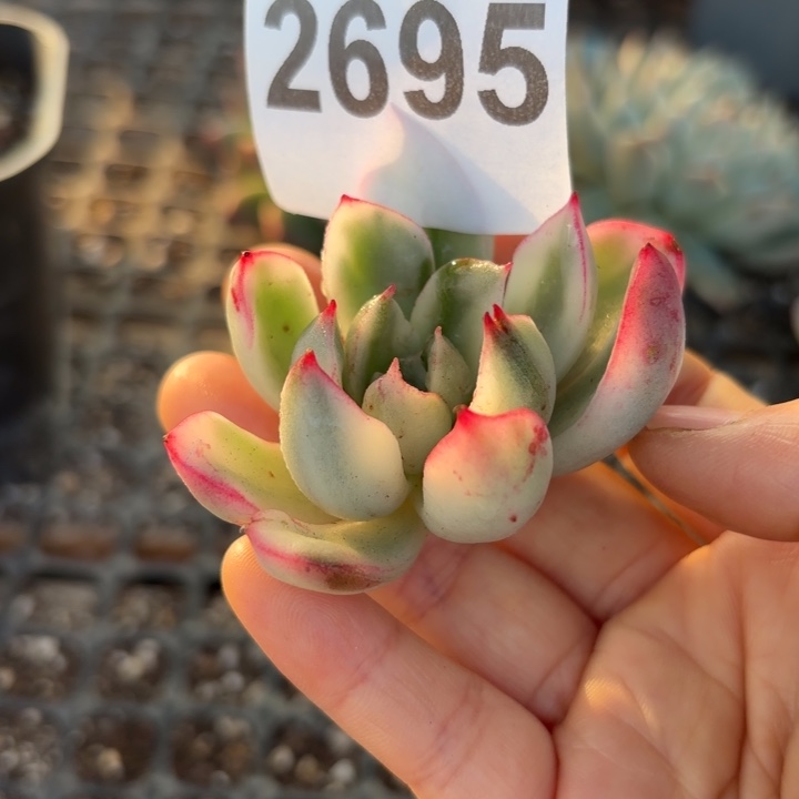 头盖锦无根多肉植物满18包邮