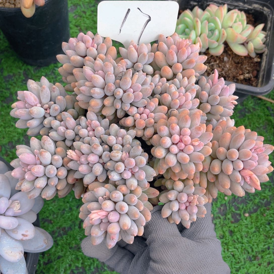 婴儿手指8888888888