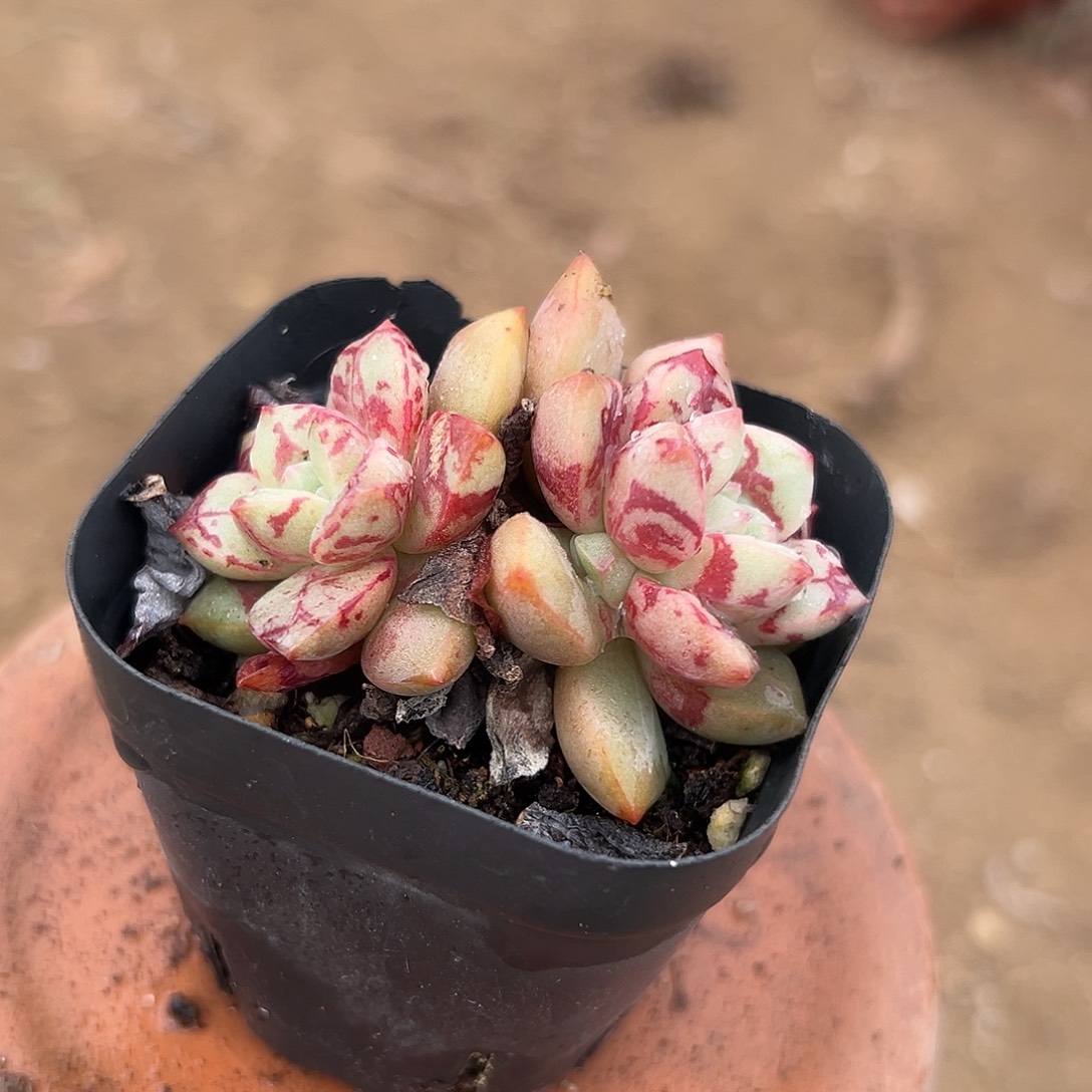 多肉植物多肉植物
