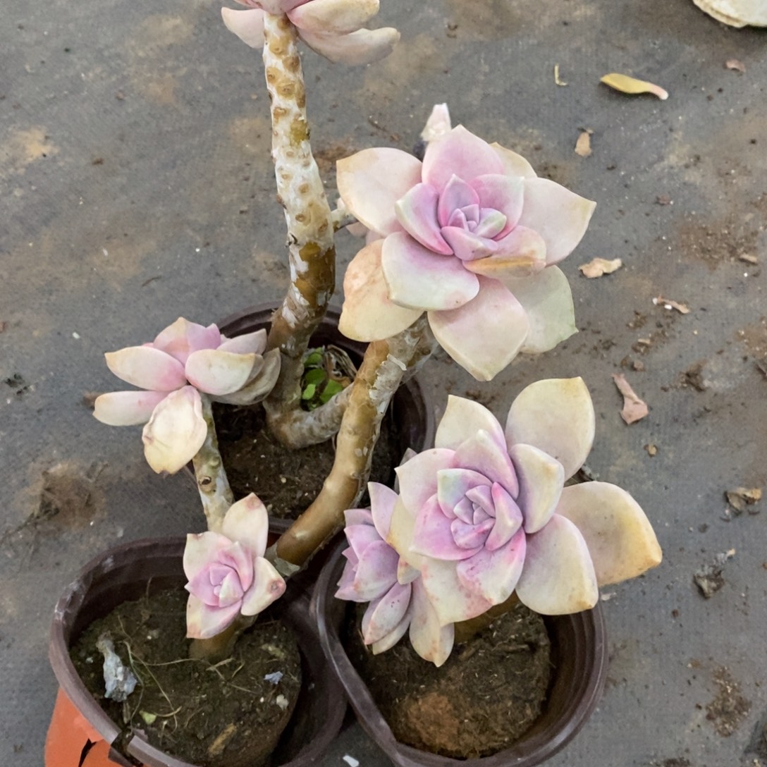 紫乐老桩三盆，120杯