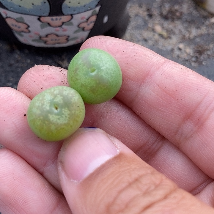 会***鸟7542一组两颗拉登杂     