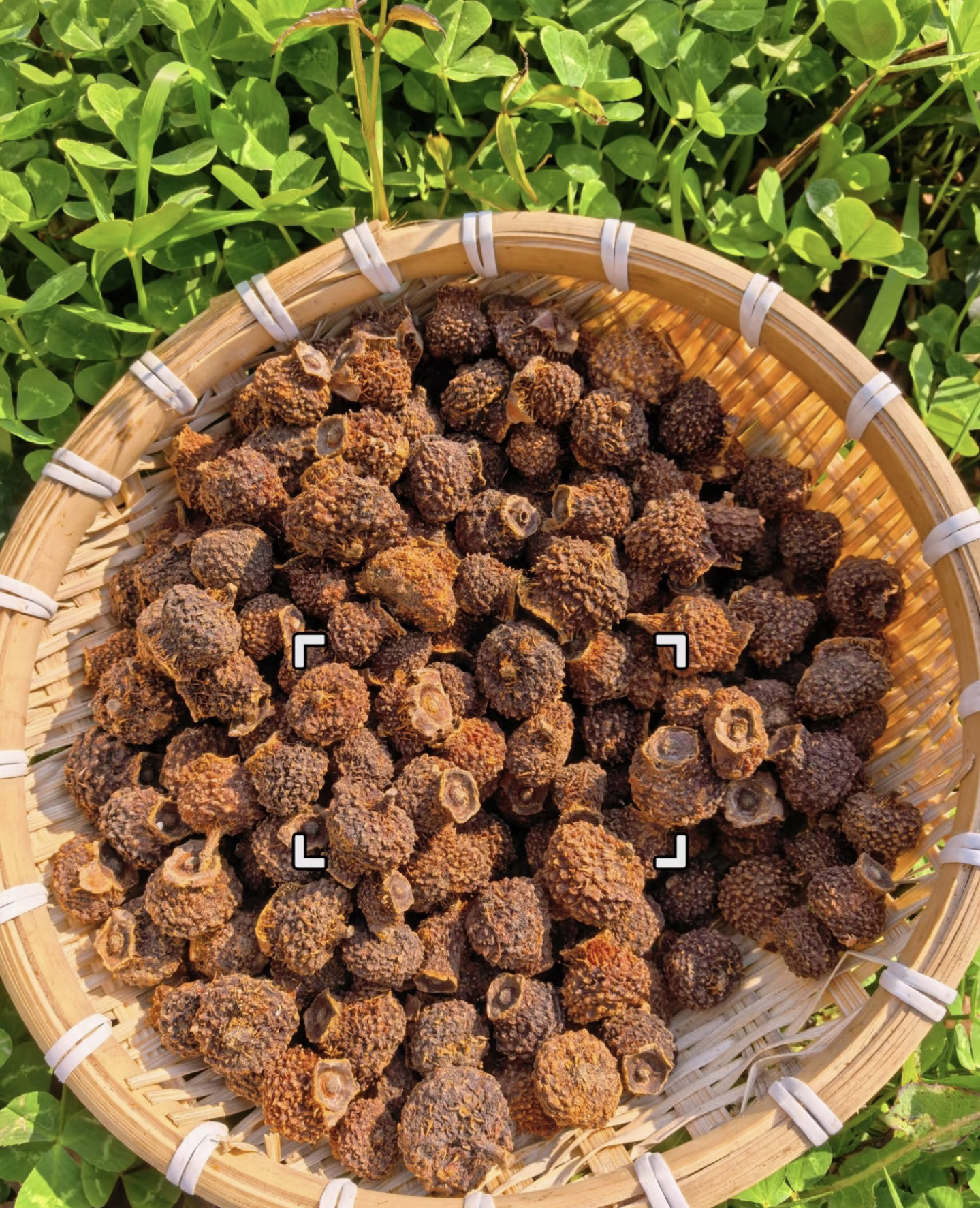 刺梨 云南现收山货