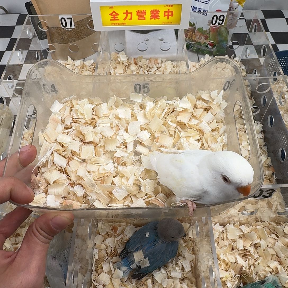 桃脸牡丹鹦鹉特色牡丹鹦鹉白桃公鸟一只包邮包活